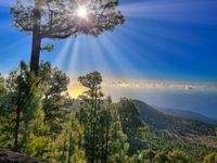 Kanarische Kiefer mit Sonne, Wäldern, Bergen und Meer im UNESCO Biosphärenreservat auf El Hierro