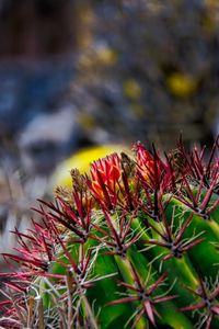 Kaktus, El Hierro, Entspannung, Mindset, Natur